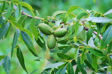 18 Great Types of Pecan Trees - ProGardenTips