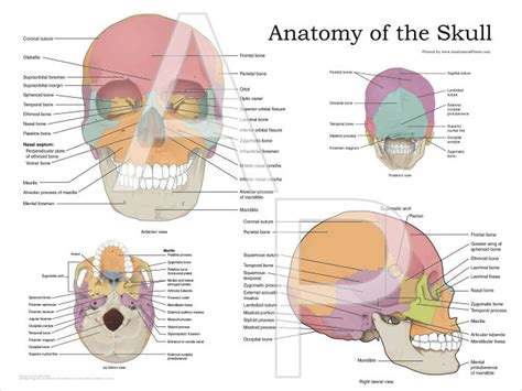 Human Skull Anatomy Poster - Clinical Charts and Supplies