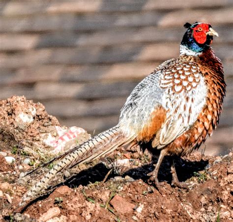 Male Pheasant | BirdForum