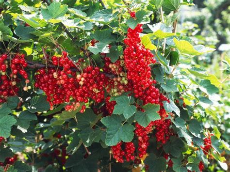 Fruitier en pot- agrumes et plantes exotiques à la maison!