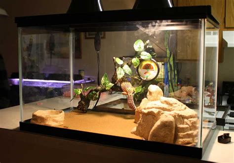 Things to Consider for Correct Leopard Gecko Cage Temperature - Leopard ...