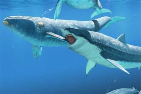 Carcharodon Megalodon | Amigos de los Dinosaurios y la Paleontología