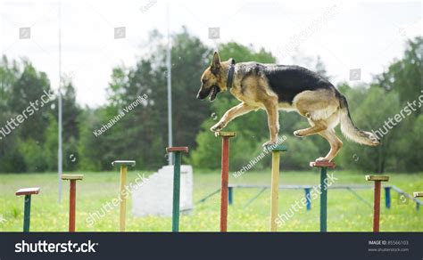 13.005 Police Dog Training Images, Stock Photos & Vectors | Shutterstock