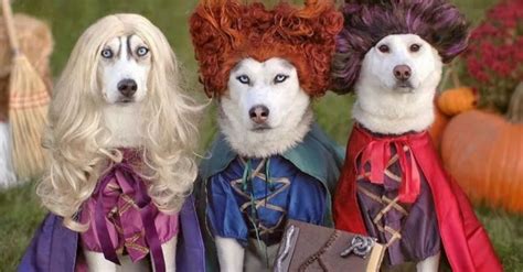 virtual pet costume contest, Port City Emporium, Manistee, October 28 ...