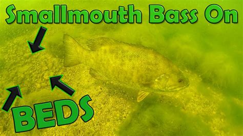 Spawning Smallmouth Bass - Underwater Footage - YouTube