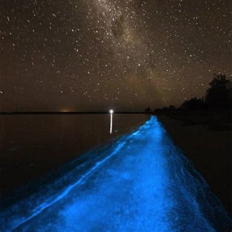 Bioluminescence Vancouver Island 2024 | Parksville Qualicum Beach Tourism