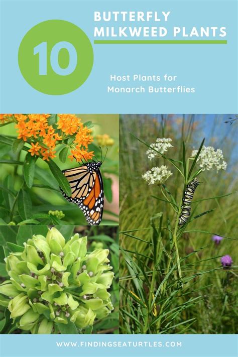 Host Plants for Monarch Butterflies