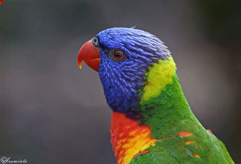 Rainbow Lorikeet | BIRDS in BACKYARDS