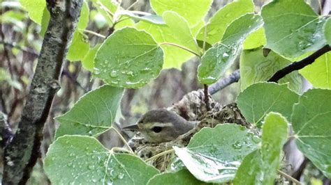 Warbling Vireo in nest | kestrelm | Flickr