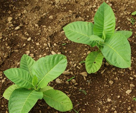 Tobacco, Smoking (Nicotiana tabacum) seeds, organic | Strictly Medicinal Seeds