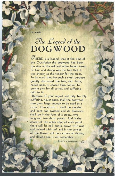 The Legend Of The Dogwood Unposted Vintage Postcard | Tree printable free, Dogwood, Vintage ...