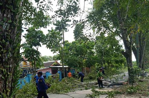 Puluhan Pohon Peneduh Ganggu Pengguna Jalan Padat Karya Kumai - RadarSampit.com