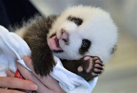 15 fotos de animais dizendo "oi" | Baby panda pictures, Baby panda ...