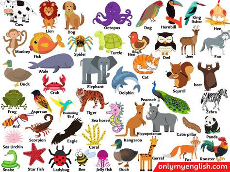 50+ Animals Name in English with Pictures