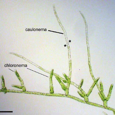 (PDF) Both chloronemal and caulonemal cells expand by tip growth in the moss Physcomitrella patens