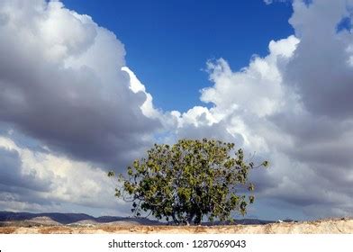 Fig Tree Israel Photos, Images & Pictures | Shutterstock