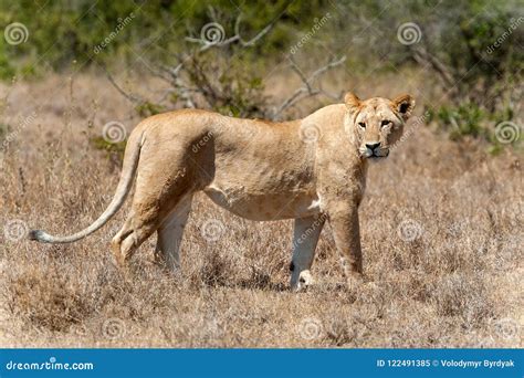 Lion in National Park of Kenya Stock Image - Image of environment, kenya: 122491385