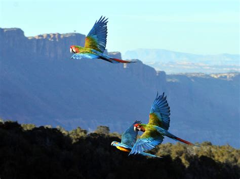 Texas A&M Researchers Apply Free-Flight Training To Parrot Conservation