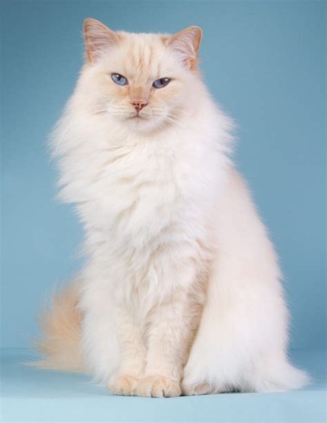 230 Ragdoll Cat Names - Great Ideas For Naming Your Ragdoll Kitten in ...