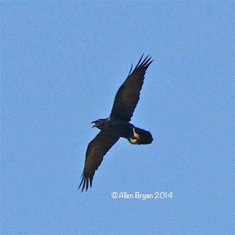 Chihuahuan Raven | VisitingNature