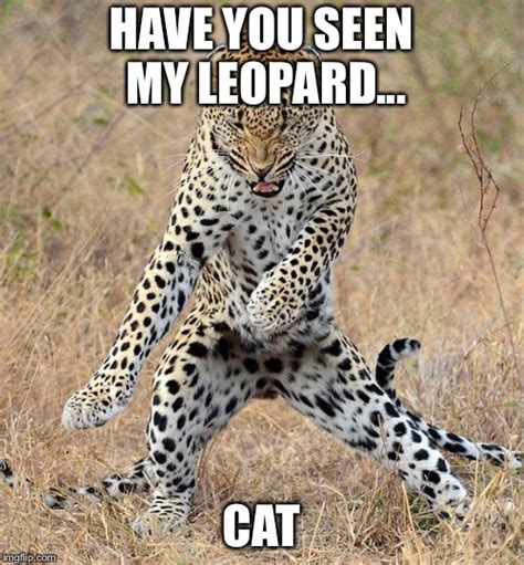 Leopard Dancing - Imgflip