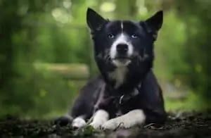 Agouti Siberian Husky - Dog That Looks Like A Wolf