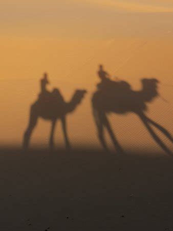 Morocco Camel Trekking (Marrakech) - 2020 All You Need to Know BEFORE You Go (with Photos ...