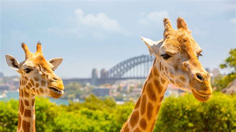 Taronga Zoo, Sydney - Book Tickets & Tours | GetYourGuide