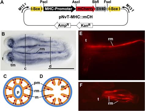 Generation of transgenesis vector and establishment of G 0 transgenic ...