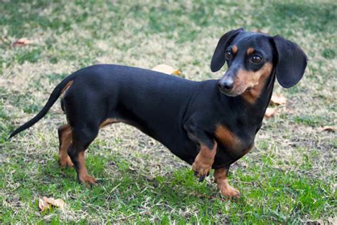 Dachshund Dog Price | PETSIDI