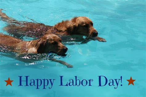 Image result for labor day animal pictures | Labour day, Happy labor day, Patriotic pets