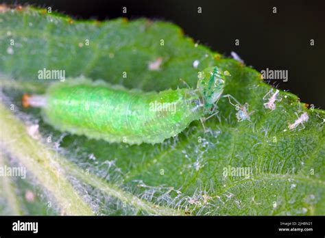 Syrphidae larvae (Hoverfly) with hunted aphid Stock Photo - Alamy