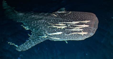 Swimming with Whale Shark in Maldives | COMO Cocoa Island