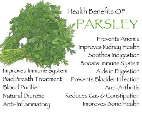 7 Health Benefits of Parsley You Might Not Know About