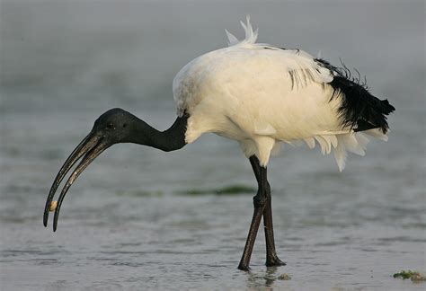 African sacred ibis - Wikipedia