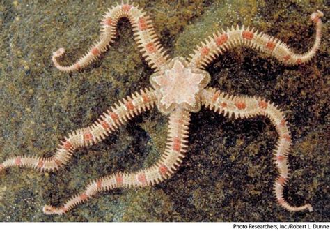 brittle star | Brittle star, Life under the sea, Ocean animals