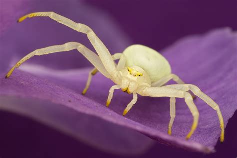 Crab Spider - Misumena vatia 1