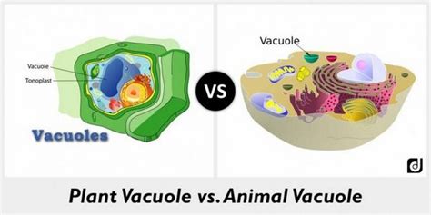 Vacuole: Definition, Structure, Function and Role in the Cell