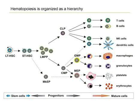 1. Mechanisms involved in HSC self-renewal and hematopoietic lineage commitment | Experimental ...