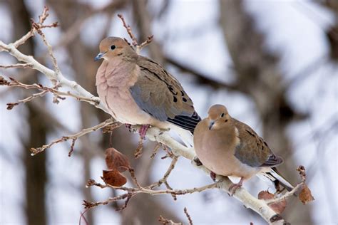 All the 344 Different Types of Doves: Pictures, Chart and Classification - Outforia (2022)