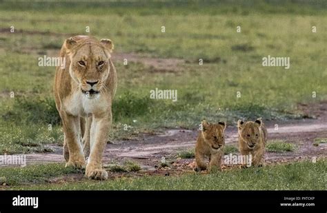 Wildlife Photos from the Maasai Mara Stock Photo - Alamy