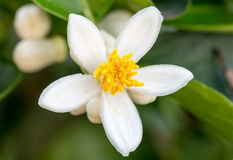 State Flower Series: Florida Orange Blossom