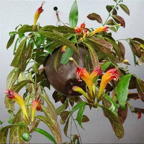 Lipstick Plant Varieties: A-Z Guide Everything You Need To Know - Greenkosh