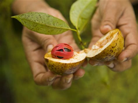 Get 100% pure Nutmeg Essential Oil at wholesale price!