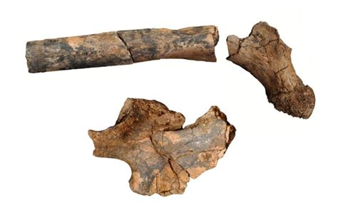 Ancient fossils reveal diversity in the body structure of human ancestors - HeritageDaily ...