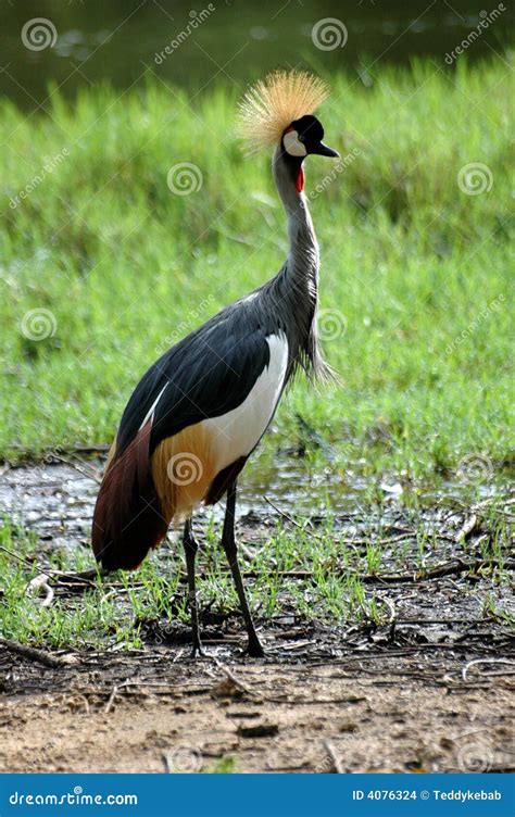 Crested crane stock photo. Image of wildlife, profile - 4076324