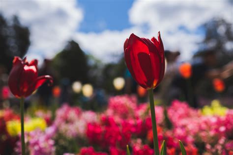 2023 Toowoomba Carnival of Flowers: A Guide to the Festival - Laguna Serviced Apartments