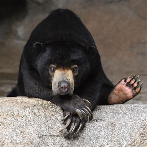 Bornean Sun Bear | Bear, Animals beautiful, San diego zoo