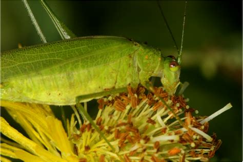 Grasshoppers: They come, they eat, they … pollinate?