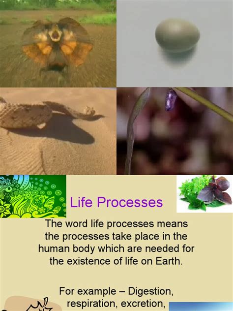 Life Processes